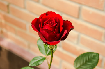 beautiful rose blossom