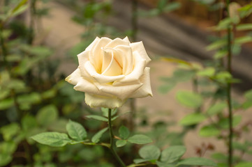 beautiful white rose