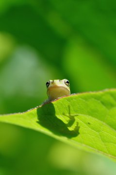 蕗の葉の上にニホンアマガエル