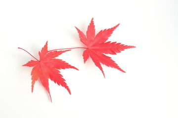 料理の盛り付け飾り用の紅葉もみじ