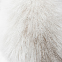 Dog fur texture