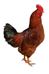 Rustic red rooster on a white isolated background
