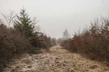 2016-forêt d'Othe-Yonne 89