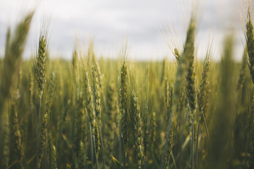 Wheat field