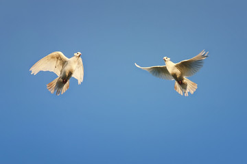 pair of white doves soars high in the blue sky