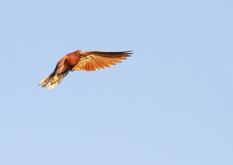 beautiful redhead dove soars high in the blue sky 