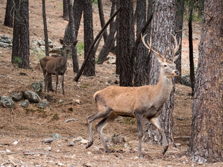 Reed deer (Cervus elaphus) running in the forest
