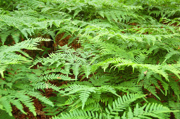Fern bracken leaves
