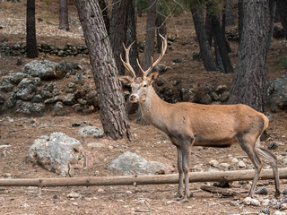 Male reed deer (Cervus elaphus) in the forest