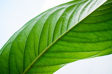 Fresh green leaf texture macro close-up isolated on white background