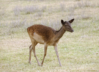Naklejka na ściany i meble Female Fallow Deer walking in grassland