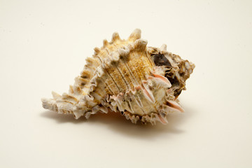 light sea shell isolated on white background
