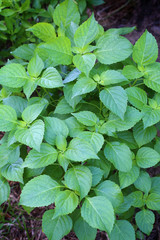 Basil plantin garden(Shrubby basil, Ocimum gratissimum)