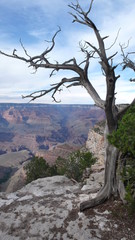 einsamer baum im grand canyon