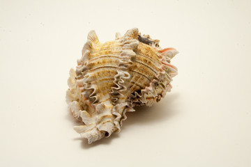 light sea shell isolated on white background
