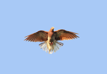 beautiful redhead dove soars high in the blue sky widely spread its wings