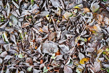 Blätter mit Raureif/Gefrorene Blätter