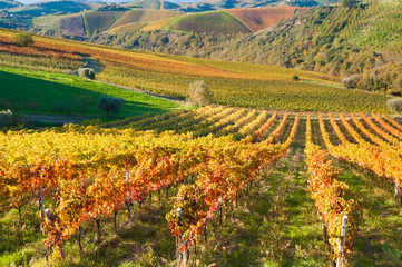 Colorful vineyard in fall