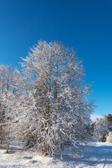 Sunlight in winter landscape.