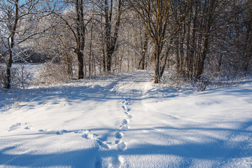 Obraz premium Sunlight in winter landscape.