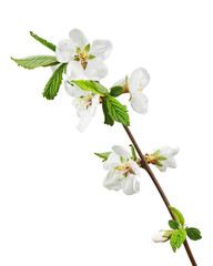 Obraz premium Spring flowering branches of Cherry blossom isolated on white background.