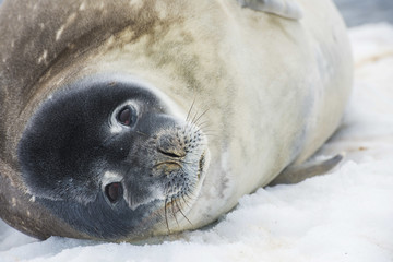 Antarctic Seal