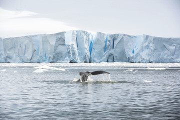 Whale at Glacier © David Defranceski