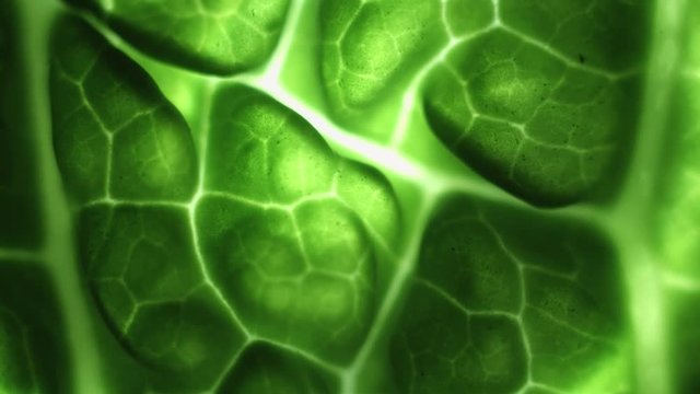 Biological green abstract rotating background, macro shot of backlit savoy cabbage leaf