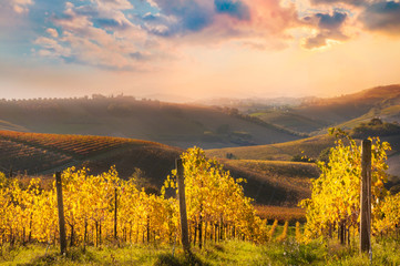 Colorful vineyard in fall on sunset