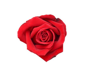 Natural red rose isolated on white background