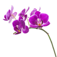 Fototapeta na wymiar Very Rare Purple Orchid Isolated on White Background. Selective Focus.