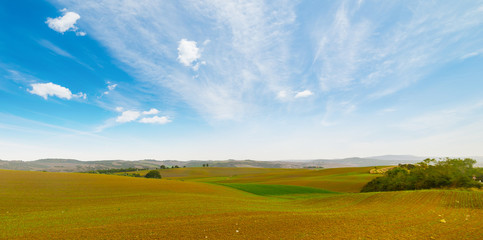 brown and green field under a blue sky
