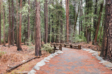 Rock Pathway in the Autumn Forest