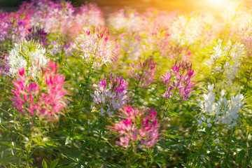 Flowers in the sun light.