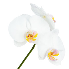 Seven Day Old White Orchid Isolated on White Background. Closeup.