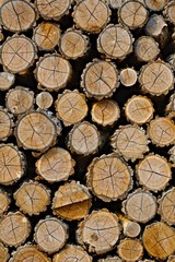 Log wood pile