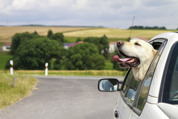 Labrador im Auto aus dem Fenster schauend 