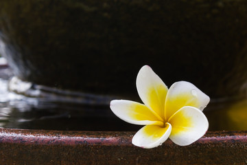 Yellow flower frangipani or plumeria and water background for spa relax mood