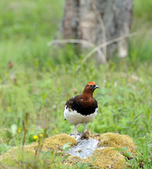 partridge in the grass. Norway,Tromso