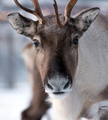 Reindeer in its natural environment in scandinavia.Tromso.Norway 