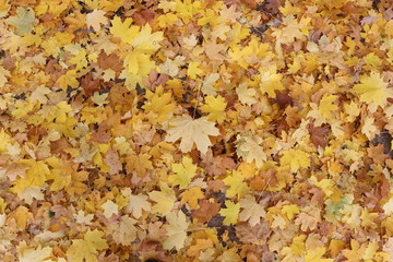 Herbstblätter
