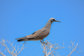 Brown Noddy, bird, French Polynesia, Tahiti
