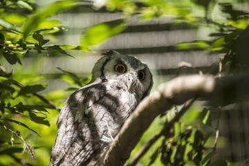 Southern White-Faced Owl (Ptilopsis granti)