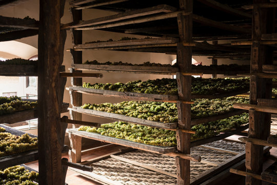 Trebbiano grapes drying on mats in winery