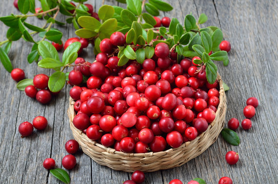 Red lingonberry in wicker basket