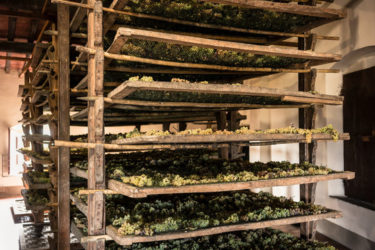 Trebbiano grapes drying on mats in winery