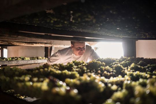 Chef checking grapes drying in winery to become vin santo desser