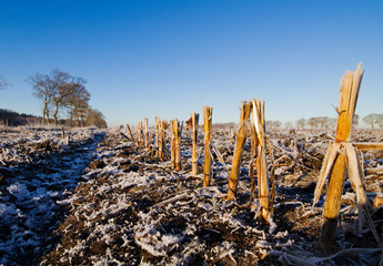 Row of Maize stubbles on a frozen field