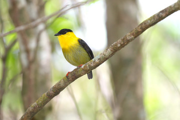 Golden-collared Manakin (Manacus vitellinus)
