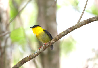 Golden-collared Manakin (Manacus vitellinus)